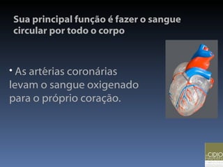 Sua principal função é fazer o sangue circular por todo o corpo As artérias coronárias levam o sangue oxigenado para o próprio coração. 