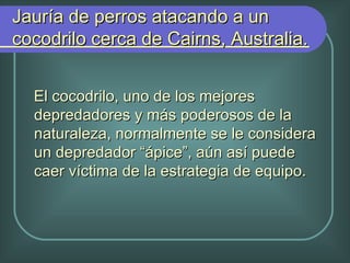 El cocodrilo, uno de los mejores depredadores y más poderosos de la naturaleza, normalmente se le considera un depredador “ápice”, aún así puede caer víctima de la estrategia de equipo. Jauría de perros atacando a un cocodrilo cerca de Cairns, Australia.