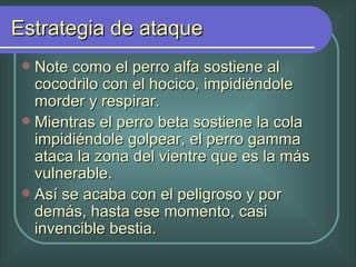 Estrategia de ataque Note como el perro alfa sostiene al cocodrilo con el hocico, impidiéndole morder y respirar. Mientras el perro beta sostiene la cola impidiéndole golpear, el perro gamma ataca la zona del vientre que es la más vulnerable. Así se acaba con el peligroso y por demás, hasta ese momento, casi invencible bestia.