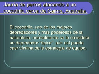 El cocodrilo, uno de los mejores depredadores y más poderosos de la naturaleza, normalmente se le considera un depredador “ápice”, aún así puede caer víctima de la estrategia de equipo. Jauría de perros atacando a un cocodrilo cerca de Cairns, Australia.