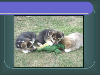 Observe la extraordinaria fotografía incluída, cortesía de la revista Nature Magazine. (Da click aquí…)