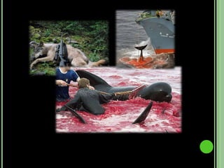 Também a caça aos animais em vias de extinção é uma grande dor de cabeça para os ambientalistas.Tentam a todo custo evitar isto, mas os caçadores clandestinos ignoram todos os avisos.