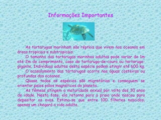 Informações Importantes As tartarugas marinham são répteis que vivem nos oceanos em áreas tropicais e subtropicais.  O tamanho das tartarugas marinhas adultas pode variar de 1m até 2m de comprimento, caso da tartaruga-de-couro ou tartaruga-gigante. Indivíduos adultos desta espécie podem atingir até 600 kg.  O acasalamento das tartarugas ocorre nas águas costeiras ou profundas dos oceanos.  Quase todas as espécies são migratórias e conseguem se orientar pelos pólos magnéticos do planeta.  As fêmeas atingem a maturidade sexual por volta dos 30 anos de idade. Nesta fase, ela retorna para a praia onde nasceu para depositar os ovos. Estima-se que entre 100 filhotes nascidos, apenas um chegará a vida adulta.   