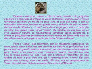 Esperam o anoitecer, porque o calor da areia, durante o dia, prejudica a postura e a escuridão as protege de vários obstáculos. Quando a noite vem as tartarugas escolhem um trecho da praia livre da ação das marés e com as nadadeiras anteriores escavam um grande buraco redondo, de mais ou menos dois metros de diâmetro - a "cama", onde vão se alojar para iniciar a confecção do ninho. Elas podem fazer várias "camas", até escolherem uma para pôr os ovos. Qualquer barulho ou movimentação estranhos podem assustá-las. É comum os pesquisadores encontrarem na areia rastros em formato de meia-lua que indicam que a tartaruga voltou ao mar sem efectuar a desova.   Feita a "cama", elas constroem, com as nadadeiras posteriores, um outro buraco para o ninho, que tem cerca de meio metro de profundidade e se parece com uma garrafa enterrada na areia, com uma boca que vai se alargando para o fundo. Aí ela coloca os ovos, redondos e brancos, parecidos com uma bola de pingue-pongue. Os ovos ficam bem protegidos, recobertos por uma espécie de muco e pela areia com que a tartaruga cobre o ninho. Em cada postura uma tartaruga coloca em média 130 ovos, mas os pesquisadores do Tamar já registraram ninhos com apenas 16 e até com 240 ovos .  