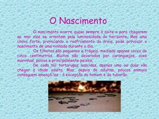 O Nascimento  O nascimento ocorre quase sempre à noite e para chegarem ao   mar elas se   orientam pela luminosidade do horizonte. Mas uma chuva forte, provocando o resfriamento da areia, pode provocar o nascimento de uma ninhada durante o dia.  Os filhotes são pequenos e frágeis, medindo apenas cerca de cinco centímetros. Muitos são devorados por caranguejos, aves marinhas, polvos e principalmente peixes. De cada mil tartarugas nascidas, apenas uma ou duas vão chegar à idade adulta. Mas, depois de adultas, poucos animais conseguem ameaçá-las - à excepção do homem e do tubarão .   