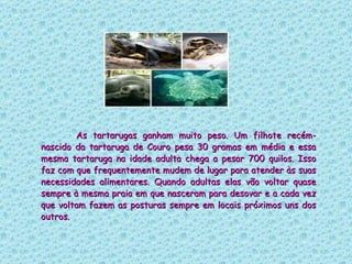 As tartarugas ganham muito peso. Um filhote recém-nascido da tartaruga de Couro pesa 30 gramas em média e essa mesma tartaruga na idade adulta chega a pesar 700 quilos. Isso faz com que frequentemente mudem de lugar para atender às suas necessidades alimentares. Quando adultas elas vão voltar quase sempre à mesma praia em que nasceram para desovar e a cada vez que voltam fazem as posturas sempre em locais próximos uns dos outros.  