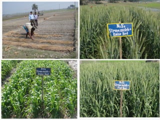 Conservation Practice and Fertilizer Management to Improve Productivity of Wheat-Maize-Rice Cropping System in Coastal Uplands