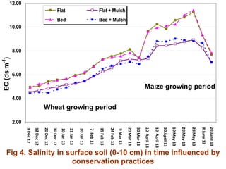 Conservation Practice and Fertilizer Management to Improve Productivity of Wheat-Maize-Rice Cropping System in Coastal Uplands