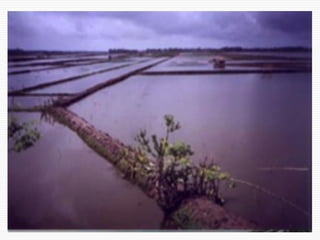 Conservation Practice and Fertilizer Management to Improve Productivity of Wheat-Maize-Rice Cropping System in Coastal Uplands