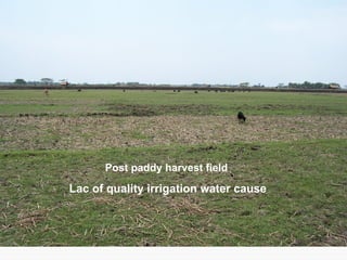 Conservation Practice and Fertilizer Management to Improve Productivity of Wheat-Maize-Rice Cropping System in Coastal Uplands