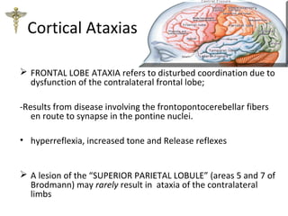 Cortical Ataxias
 FRONTAL LOBE ATAXIA refers to disturbed coordination due to
dysfunction of the contralateral frontal lobe;
-Results from disease involving the frontopontocerebellar fibers
en route to synapse in the pontine nuclei.
• hyperreflexia, increased tone and Release reflexes
 A lesion of the “SUPERIOR PARIETAL LOBULE” (areas 5 and 7 of
Brodmann) may rarely result in ataxia of the contralateral
limbs
 