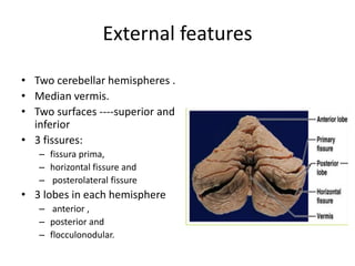 External features
• Two cerebellar hemispheres .
• Median vermis.
• Two surfaces ----superior and
inferior
• 3 fissures:
– fissura prima,
– horizontal fissure and
– posterolateral fissure
• 3 lobes in each hemisphere
– anterior ,
– posterior and
– flocculonodular.
 