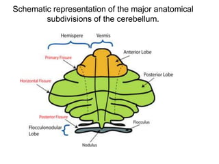 Schematic representation of the major anatomical
subdivisions of the cerebellum.
 
