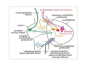 Clinical manifestations of patients with ATAXIA.pptx