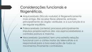 Considerações funcionais e
filogenéticas.
 Arquicerebelo (flóculo nodular) é filogeneticamente
mais antigo. Ele recebe fibras aferente, entrada
principalmente do órgão vestibular, e a sua função é a
de regular equilíbrio.
 Paleocerebelo (anterior) processa principalmente
impulsos proprioceptivos das vias espinocerebelares e
controlos postura e marcha.
 Neocerebelo (posterior) tem uma estreita relação
funcional com o córtex motor do telencéfalo e é
responsável para a boa execução de todos os
movimentos finamente controlados.
 