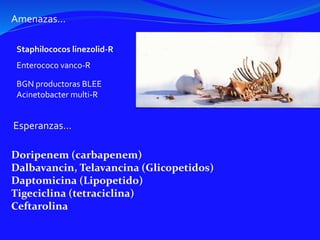 Amenazas…
Staphilococos linezolid-R
Enterococo vanco-R
BGN productoras BLEE
Acinetobacter multi-R
Esperanzas…
Doripenem (carbapenem)
Dalbavancin, Telavancina (Glicopetidos)
Daptomicina (Lipopetido)
Tigeciclina (tetraciclina)
Ceftarolina
 