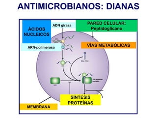 ARN-polimerasa
ÁCIDOS
NUCLEICOS
SÍNTESIS
PROTEÍNAS
ANTIMICROBIANOS: DIANAS
ADN girasa
VÍAS METABÓLICAS
PARED CELULAR:
Peptidoglicano
MEMBRANA
 