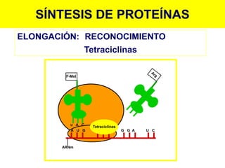 SÍNTESIS DE PROTEÍNAS
F-Met
ARNm
A U G C G C G G A U C
U A C
Tetraciclinas
ELONGACIÓN: RECONOCIMIENTO
Tetraciclinas
 