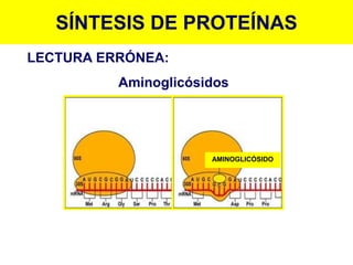 AMINOGLICÓSIDO
SÍNTESIS DE PROTEÍNAS
LECTURA ERRÓNEA:
Aminoglicósidos
 