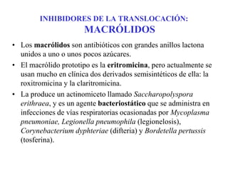 INHIBIDORES DE LA TRANSLOCACIÓN:
MACRÓLIDOS
• Los macrólidos son antibióticos con grandes anillos lactona
unidos a uno o unos pocos azúcares.
• El macrólido prototipo es la eritromicina, pero actualmente se
usan mucho en clínica dos derivados semisintéticos de ella: la
roxitromicina y la claritromicina.
• La produce un actinomiceto llamado Saccharopolyspora
erithraea, y es un agente bacteriostático que se administra en
infecciones de vías respiratorias ocasionadas por Mycoplasma
pneumoniae, Legionella pneumophila (legionelosis),
Corynebacterium dyphteriae (difteria) y Bordetella pertussis
(tosferina).
 