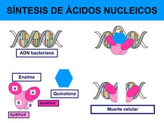 Quinolona
ADN bacteriano
A
A
B
B GyrA/ParC
GyrB/ParE
SÍNTESIS DE ÁCIDOS NUCLEICOS
Muerte celular
Enzima
 