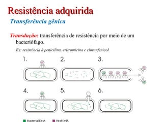 Transferência gênica
Transdução: transferência de resistência por meio de um
bacteriófago.
Ex: resistência à penicilina, eritromicina e cloranfenicol
Resistência adquiridaResistência adquirida
 