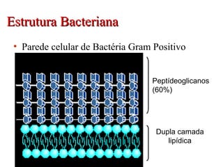 Estrutura BacterianaEstrutura Bacteriana
• Parede celular de Bactéria Gram Positivo
Dupla camada
lipídica
Peptídeoglicanos
(60%)
 