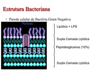 Estrutura BacterianaEstrutura Bacteriana
• Parede celular de Bactéria Gram Negativa
Lipídios + LPS
Dupla Camada Lipídica
Dupla Camada Lipídica
Peptídeoglicanos (10%)
Porinas
 