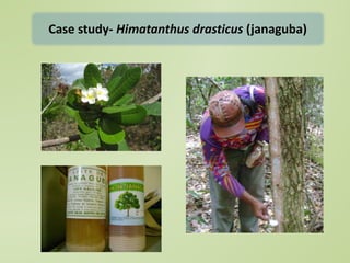 Not by scientists alone: scientific (dis) information and the contribution of traditional ecological knowledge to forest management