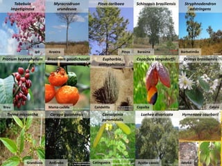 Not by scientists alone: scientific (dis) information and the contribution of traditional ecological knowledge to forest management