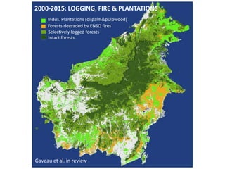 Four decades of forest degradation: Fire And oil palm expansion in Borneo 