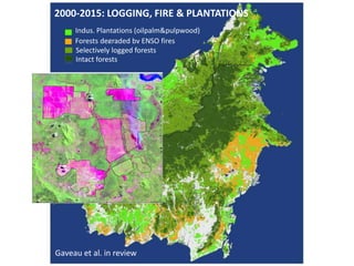 Four decades of forest degradation: Fire And oil palm expansion in Borneo 
