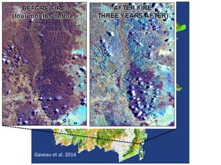 Four decades of forest degradation: Fire And oil palm expansion in Borneo 