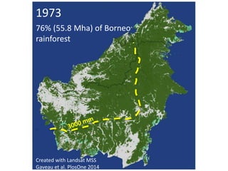 Four decades of forest degradation: Fire And oil palm expansion in Borneo 