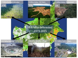 Four decades of forest degradation: Fire And oil palm expansion in Borneo 