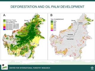 Four decades of forest degradation: Fire And oil palm expansion in Borneo 