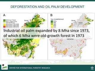 Four decades of forest degradation: Fire And oil palm expansion in Borneo 