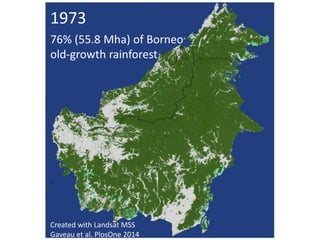 Four decades of forest degradation: Fire And oil palm expansion in Borneo 
