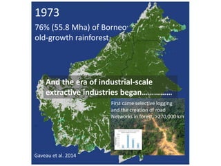 Four decades of forest degradation: Fire And oil palm expansion in Borneo 
