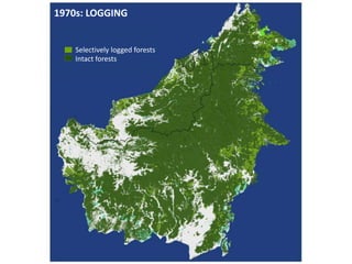 Four decades of forest degradation: Fire And oil palm expansion in Borneo 