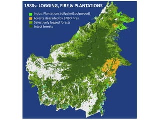 Four decades of forest degradation: Fire And oil palm expansion in Borneo 