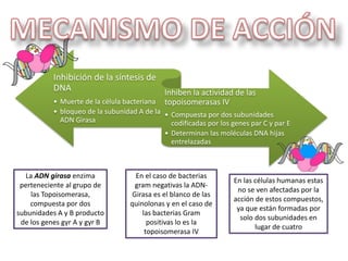 Inhibición de la síntesis de
DNA
• Muerte de la célula bacteriana
• bloqueo de la subunidad A de la
ADN Girasa
Inhiben la actividad de las
topoisomerasas IV
• Compuesta por dos subunidades
codificadas por los genes par C y par E
• Determinan las moléculas DNA hijas
entrelazadas
La ADN girasa enzima
perteneciente al grupo de
las Topoisomerasa,
compuesta por dos
subunidades A y B producto
de los genes gyr A y gyr B
En el caso de bacterias
gram negativas la ADN-
Girasa es el blanco de las
quinolonas y en el caso de
las bacterias Gram
positivas lo es la
topoisomerasa IV
En las células humanas estas
no se ven afectadas por la
acción de estos compuestos,
ya que están formadas por
solo dos subunidades en
lugar de cuatro
 