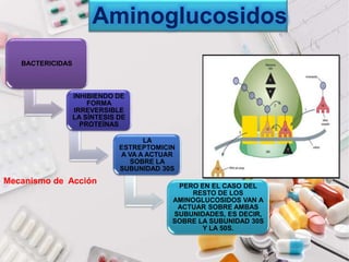 BACTERICIDAS
INHIBIENDO DE
FORMA
IRREVERSIBLE
LA SÍNTESIS DE
PROTEÍNAS
LA
ESTREPTOMICIN
A VA A ACTUAR
SOBRE LA
SUBUNIDAD 30S
PERO EN EL CASO DEL
RESTO DE LOS
AMINOGLUCOSIDOS VAN A
ACTUAR SOBRE AMBAS
SUBUNIDADES, ES DECIR,
SOBRE LA SUBUNIDAD 30S
Y LA 50S.
Aminoglucosidos
Mecanismo de Acción
 