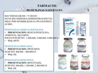 FARMACOS:
PENICILINAS NATURALES:
BACTERIAS GRAM + Y GRAM –
NO SE RECOMIENDAADMINISTRACION VIA
ORAL POR SENSIBILIDAD AL PH GASTRICO
ACIDO.
PENICILINA G SODICA CRISTALINA:
• PRESENTACION: BENCILPENICILINA,
PEBENCIL, SILCOPEN.
POLVO P/SUSP INY. 1.000.000, 2.000.000, 5.000.000 UI
• VIA: IM/IV.
PENICILINA G PROCAINA:
• PRESENTACION: PRONAPEN.
SUSP INY. 400.000 – 800.000 UI
• VIA: IM.
PENICILINA G BENZATINA:
• PRESENTACION: BENCETAZIL.
SUSP INY. 600.000, 1.200.000, 2.400.000 UI
• VIA: IM.
 
