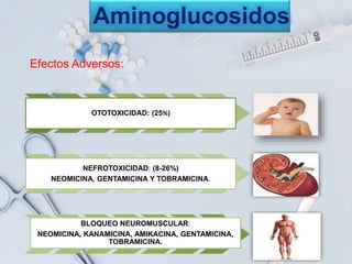 OTOTOXICIDAD: (25%)
NEFROTOXICIDAD: (8-26%)
NEOMICINA, GENTAMICINA Y TOBRAMICINA.
BLOQUEO NEUROMUSCULAR:
NEOMICINA, KANAMICINA, AMIKACINA, GENTAMICINA,
TOBRAMICINA.
Aminoglucosidos
Efectos Adversos:
 