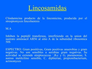 Lincosamidas
Clindamicina producto de la lincomicina, producida por el
streeptomyces lincolnenisis
M.A
Inhiben la peptidil transferasa, interfiriendo en la union del
sustrato aminoacil ARNt al sitio A de la subunidad ribosomica
50S
ESPECTRO: Gram positiivas, Gram positivas anaerobias y gram
negativas. No son sensibles a aerobias gram negativas. Su
actividad se extiende streptococcus ´,B,c y G, pneumoniae, S.
aureus metilcilino sensible, C. diphteriae, propionibacterium,
actinomyces
 