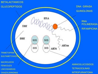 50S
30S
50S
30S
DNA
THF
DHF
ARNm
ARNt
DNA GIRASA
QUINOLONAS
RNA
POLIMERASA
RIFAMPICINA
AMINOGLUCOSIDOS
TETRACICILINAS
NITROFURANTOINA
MACROLIDOS
FENICOLES
LINCOSAMIDAS
OXAZOLIDINONAS
TRIMETOPRIM
SULFAMETOXAZOL
BETALACTAMICOS
GLUCOPEPTIDOS
 