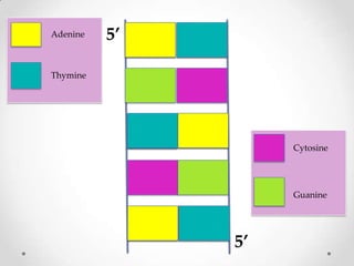Adenine

5’

Thymine

Cytosine

Guanine

5’

 