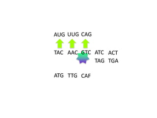 AUG UUG CAG
TAC AAC GTC ATC ACT
TAG TGA

ATG TTG CAF

 