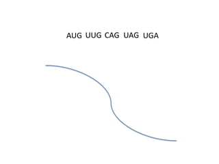 AUG UUG CAG UAG UGA

 